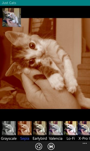 baby_cat_in_hand_sepia_768x1280.jpg