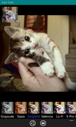 baby_cat_in_hand_earlybird_768x1280.jpg