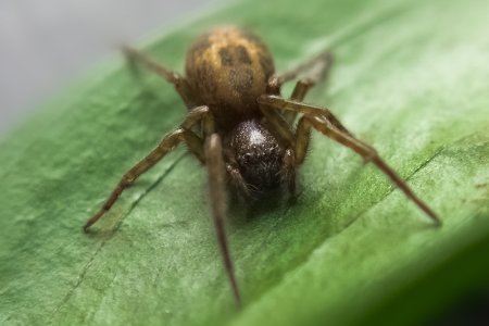 Amaurobius similis7.jpg