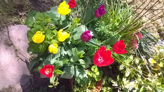 Tulips front cam.jpg