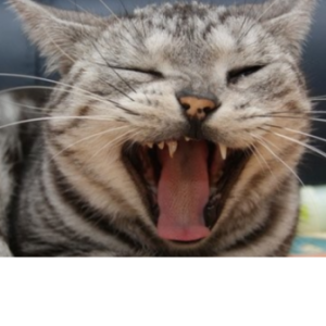 CatOpenMouth_336x336.png