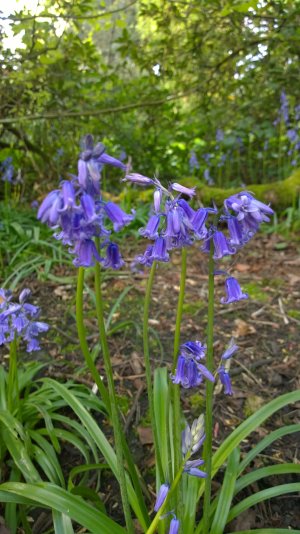 bluebell_20140505_025.jpg