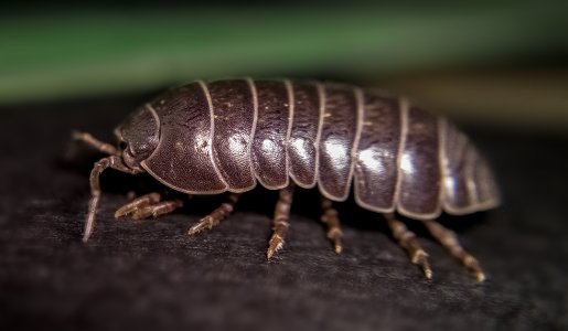 Armadillidium vulgare 6.jpg