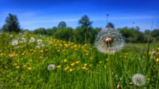Dandelion High Resolution_1.jpg