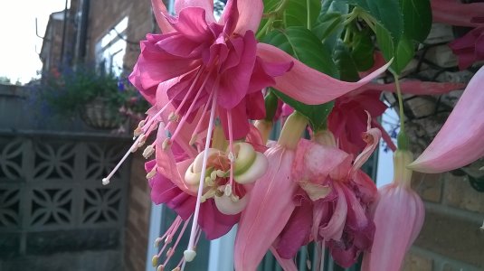 WP_20140731_008.jpg WP_20140731_008.jpg