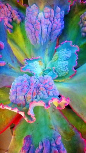 colorful plant.jpg