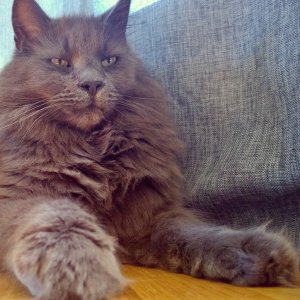lumia1020-pusur.jpg