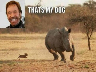 chuck_norris_funny_picture.jpg