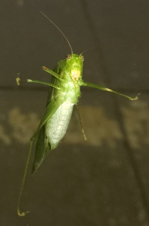 Grasshopper.jpg