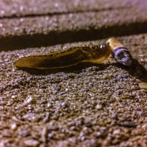 Slug_Rolling_A_Cigarette.jpg