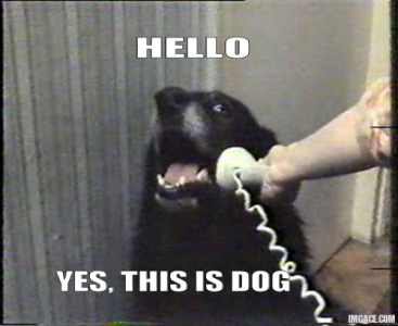 hello-yes-this-is-dog.png