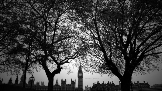 A view through the trees.jpg