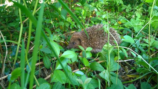 hedgehog.jpg