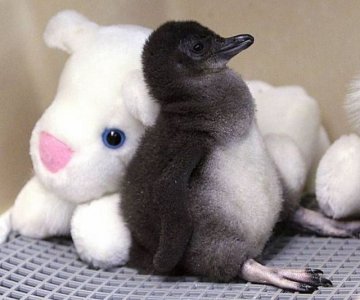 baby-penguin.jpg