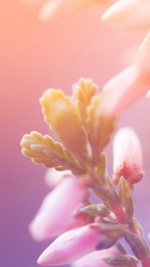 Dreamy-Bokeh-Flower-Macro-iphone-6-wallpaper-ilikewallpaper_com.jpg