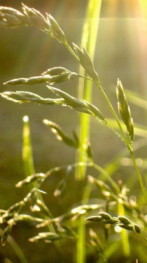 Nature-Sunlight-Wheat-iphone-6-wallpaper-ilikewallpaper_com.jpg