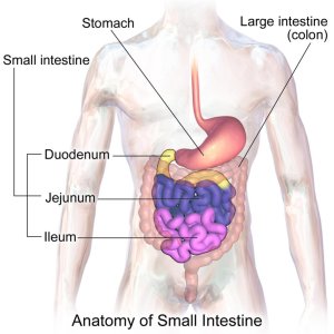 The-Anatomy-of-Small-Intestine-1024x1024.jpg
