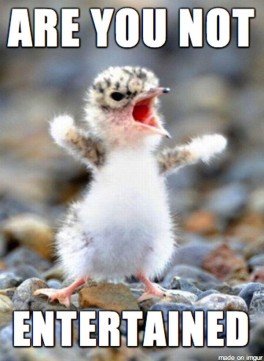funny-birds-tweet-meme-264x361.jpg