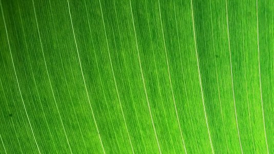 leaf.jpeg