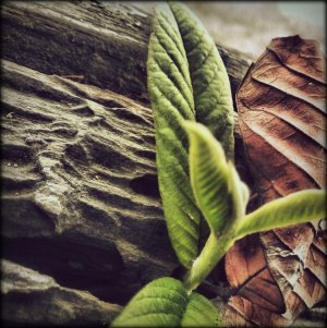 Leaves.jpg