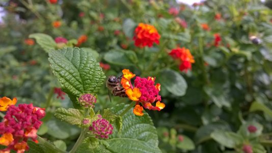 lantana_bee.jpg