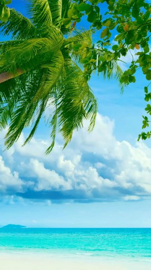 Tropical-Beach-Coconut-Tree-iPhone-6-plus-wallpaper-ilikewallpaper_com.jpg