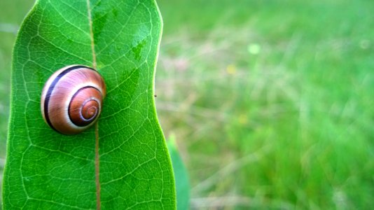 SnailOnLeaf[1].jpg