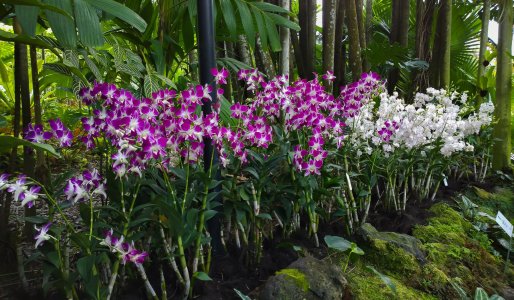 Orchid Garden Singapore2.jpg