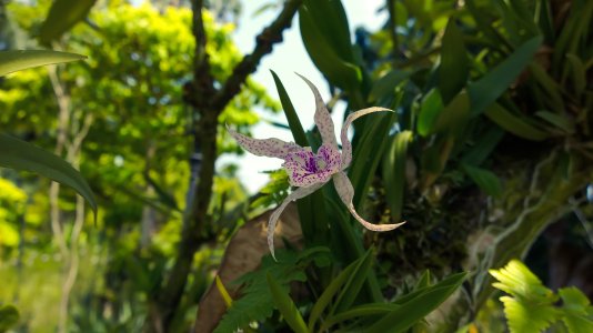 Orchid Garden Singapore3.jpg