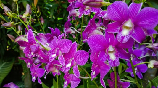 Orchid Garden Singapore4.jpg
