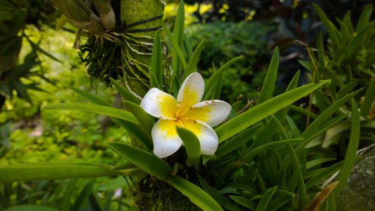 Orchid Garden Singapore5.jpg