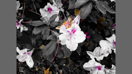 flower.jpg