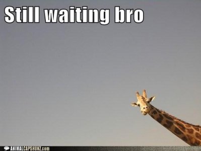 funny-animal-captions-still-waiting-bro.jpeg