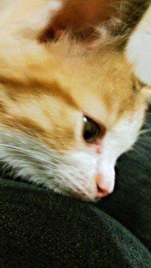 8390415494_c7a9836f67_b.jpg