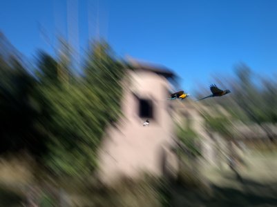 MomentsParrotActionHS.jpg