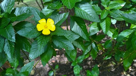 yellow flower.jpg