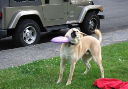 no_frisbee_dog.jpg