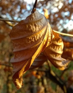 Leaf close up.jpg