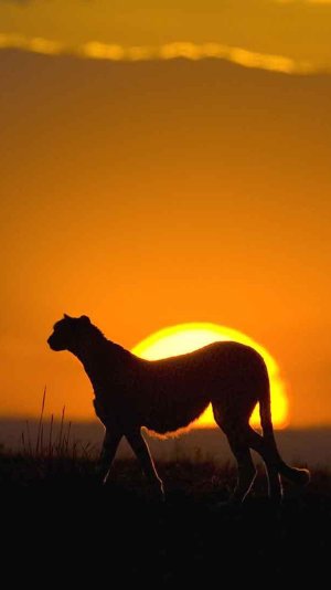 African-Leopard-Sunset-Grassland-Landscape-iphone-6-wallpaper-ilikewallpaper_com.jpg
