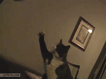 Moving-animated-picture-of-cat-fist-bump.gif