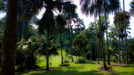 Singapore - Botanic Garden.jpg