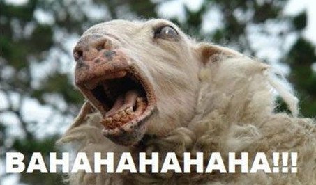 Bahaha.jpg Bahaha.jpg