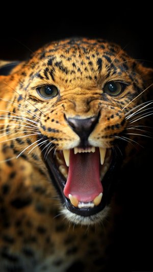 angry_leopard_wallpaper.jpg