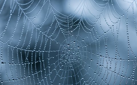 creepy-spider-webs-2515758-1920x1200.jpg