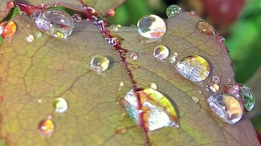 water drops on rose leaf.jpg
