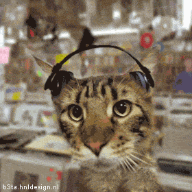 Rockin' Kitty.gif