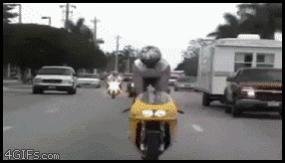 idiot-motorcycle.jpg