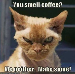 Pissed Off Cat.jpg