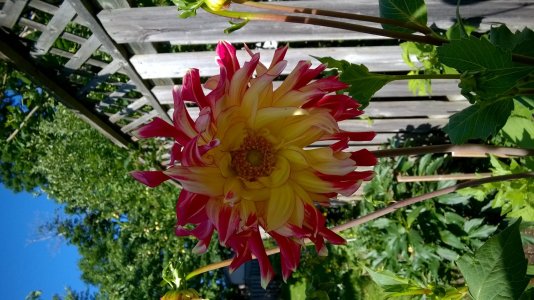 WP_20150716_007.jpg