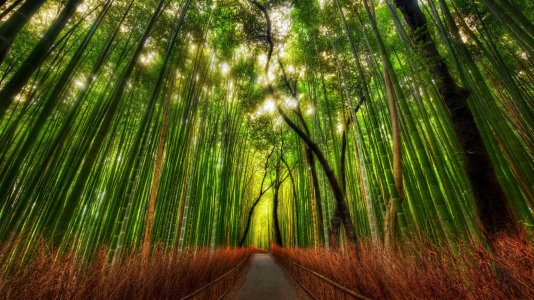forest_bamboo_path_trey_ratcliff_3840x2160.jpg